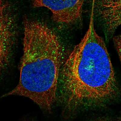 Immunocytochemistry/ Immunofluorescence: KCC1/SLC12A4 Antibody [NBP1-83067]