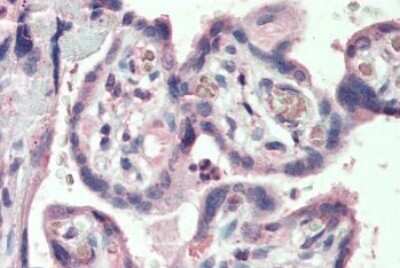 Immunohistochemistry-Paraffin: KCC1/SLC12A4 Antibody [NBP1-06043]