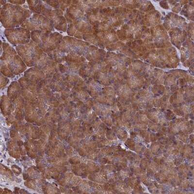 Immunohistochemistry-Paraffin: KCC1/SLC12A4 Antibody [NBP1-83067]