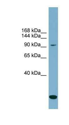 Western Blot: KCC1/SLC12A4 Antibody [NBP1-58293]