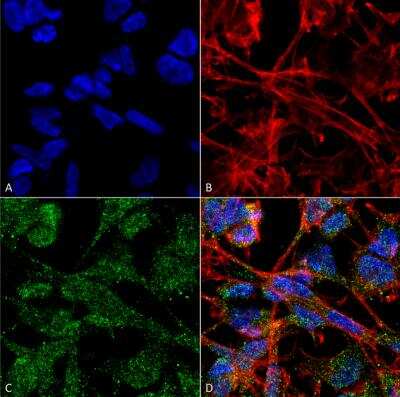 Immunocytochemistry/ Immunofluorescence: KCC2/SLC12A5 Antibody (S1-12) [NBP2-59337]