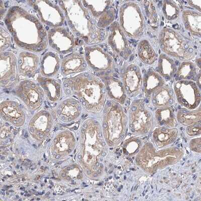 Immunohistochemistry-Paraffin: KCC4/SLC12A7 Antibody [NBP1-85133]