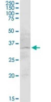 Western Blot: KCC4/SLC12A7 Antibody [H00010723-B01P]