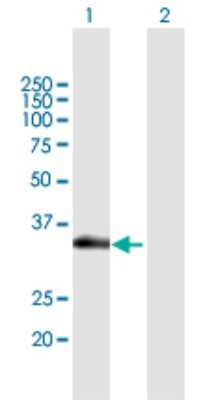 Western Blot: KCC4/SLC12A7 Antibody [H00010723-B01P]