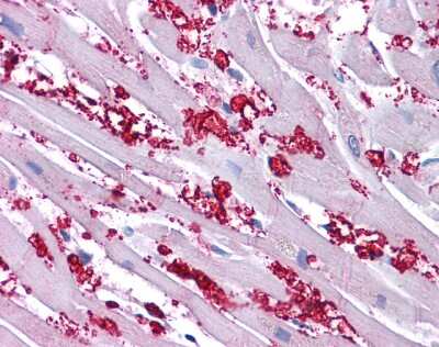 Immunohistochemistry-Paraffin: KCNA10 Antibody [NBP3-10357]