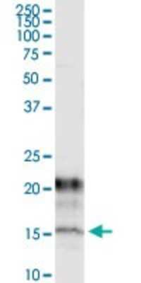 Immunoprecipitation: KCNE1 Antibody (2A6) [H00003753-M13]