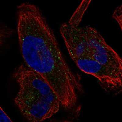 Immunocytochemistry/ Immunofluorescence: KCNH1 Antibody [NBP2-58376]