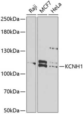 Western Blot: KCNH1 AntibodyBSA Free [NBP3-05164]