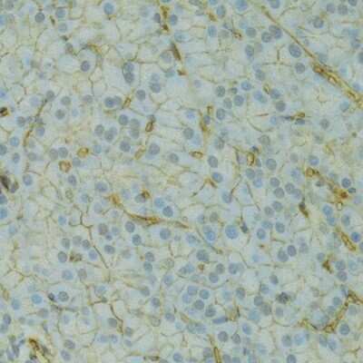 Immunohistochemistry-Paraffin: KCNJ1 Antibody - BSA Free [NBP3-04802]