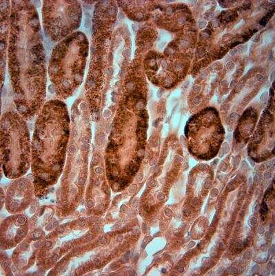 Immunohistochemistry-Paraffin: KCNJ10 Antibody [NBP1-20149]