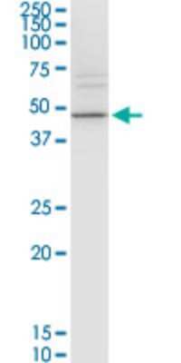 Western Blot: KCNJ15 Antibody (1F8) [H00003772-M13]