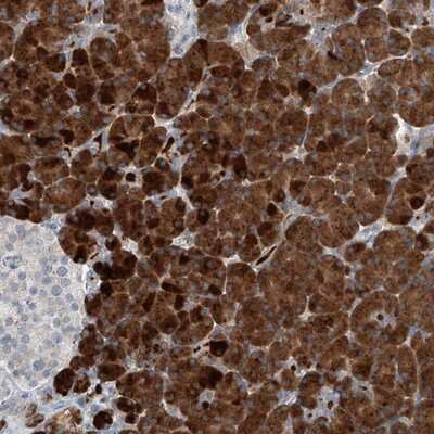 Immunohistochemistry-Paraffin: KCNK10 Antibody [NBP1-81571]