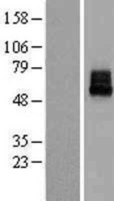 Western Blot: KCNK10 Overexpression Lysate [NBL1-12178]