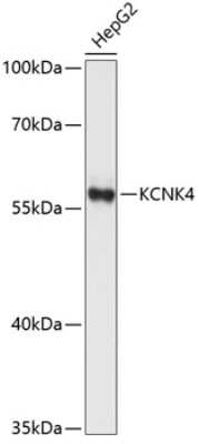 Western Blot: KCNK4 AntibodyAzide and BSA Free [NBP3-04902]