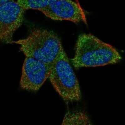 Immunocytochemistry/ Immunofluorescence: KCNK9 Antibody [NBP3-17267]