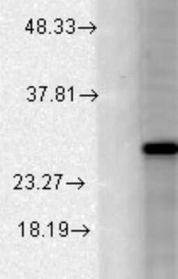 Western Blot: KCNMB2 Antibody (S53-32) [NBP2-12917]