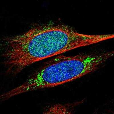 Immunocytochemistry/ Immunofluorescence: KCNMB3 Antibody [NBP1-83065]