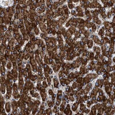 Immunohistochemistry-Paraffin: KCNMB3 Antibody [NBP1-83066]