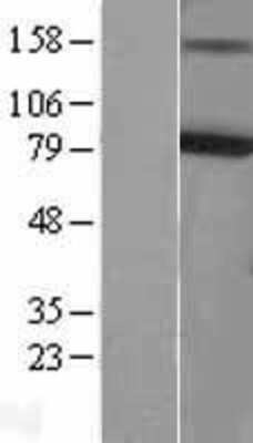 Western Blot: Kv7.4 Overexpression Lysate [NBL1-12200]