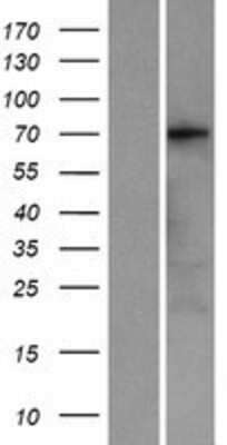 Western Blot: Kv7.4 Overexpression Lysate [NBP2-10019]