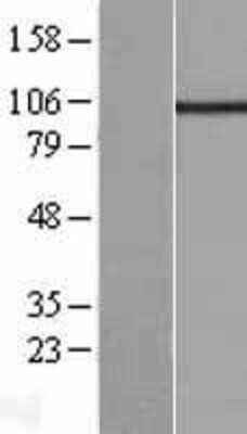 Western Blot: Kv7.5 Overexpression Lysate [NBL1-12201]