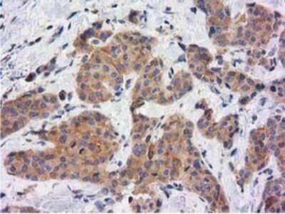 Immunohistochemistry-Paraffin: KCTD14 Antibody (OTI1D11) [NBP2-00470]