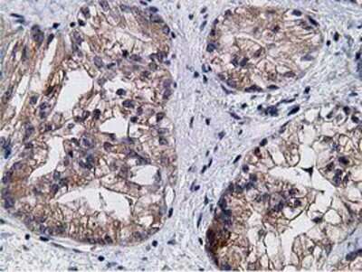 Immunohistochemistry-Paraffin: KCTD14 Antibody (OTI1D11) [NBP2-00470]
