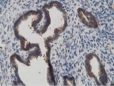 Immunohistochemistry-Paraffin: KCTD14 Antibody (OTI1D11) [NBP2-00470]