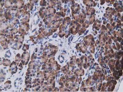 Immunohistochemistry-Paraffin: KCTD14 Antibody (OTI1D11) [NBP2-00470]