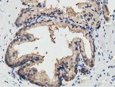 Immunohistochemistry-Paraffin: KCTD14 Antibody (OTI1D11) [NBP2-00470]