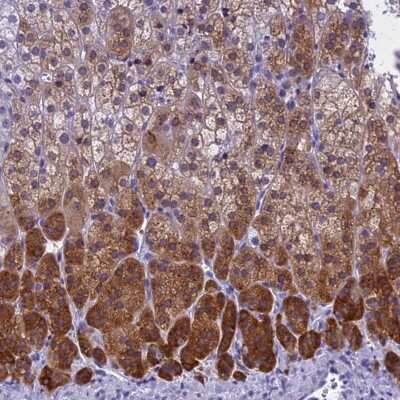 Immunohistochemistry: KCTD14 Antibody [NBP1-92043]