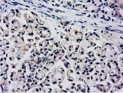 Immunohistochemistry: KCTD14 Antibody (OTI1D11) - Azide and BSA Free [NBP2-72173]