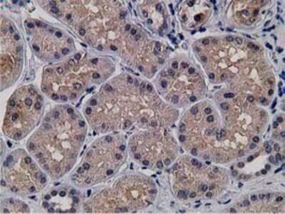 Immunohistochemistry: KCTD14 Antibody (OTI1D11) - Azide and BSA Free [NBP2-72173]