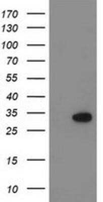 Western Blot: KCTD14 Antibody (OTI1D11)Azide and BSA Free [NBP2-72173]