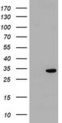 Western Blot: KCTD14 Antibody (OTI2E9)Azide and BSA Free [NBP2-72171]