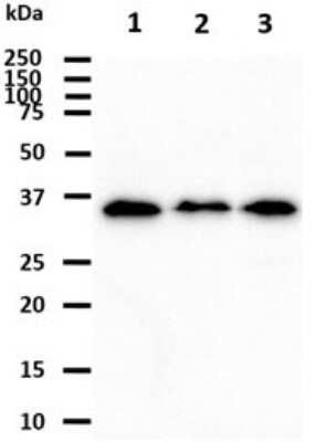 Western Blot: KCTD15 Antibody (2B11)BSA Free [NBP2-60232]