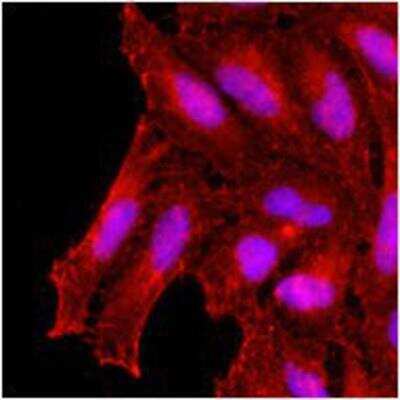 Immunocytochemistry/ Immunofluorescence: KCTD15 Antibody (AT4C3) - BSA Free [NBP1-49429]