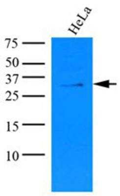 Western Blot: KCTD15 Antibody (AT4C3)BSA Free [NBP1-49429]