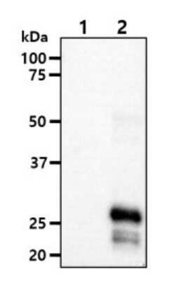 Western Blot: KCTD15 Antibody (AT4C3)BSA Free [NBP1-49429]