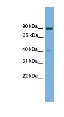 Western Blot: KCTD16 Antibody [NBP1-57708]