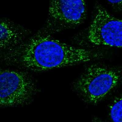 Immunocytochemistry/ Immunofluorescence: KCTD18 Antibody [NBP2-58341]