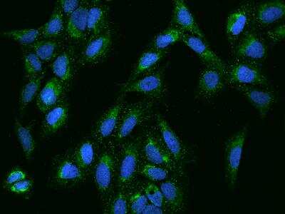 Immunocytochemistry/ Immunofluorescence: KCTD18 Antibody [NBP3-06187]