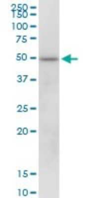 Western Blot: KCTD18 Antibody [H00130535-B01P]