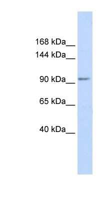 Western Blot: KCTD19 Antibody [NBP1-91544]