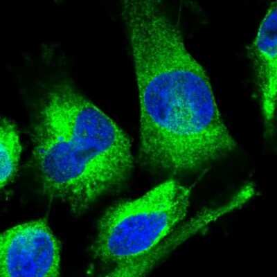 Immunocytochemistry/ Immunofluorescence: KCTD20 Antibody [NBP1-86738]