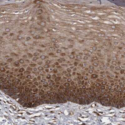 Immunohistochemistry-Paraffin: KCTD20 Antibody [NBP1-86738]