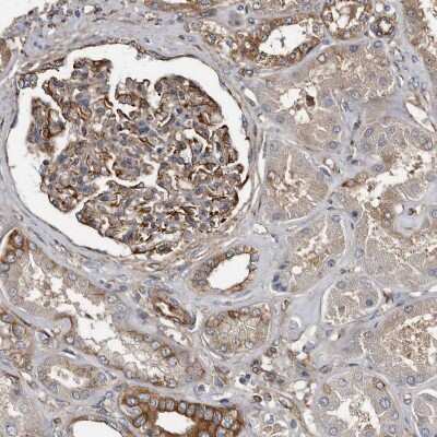 Immunohistochemistry-Paraffin: KCTD20 Antibody [NBP1-86738]