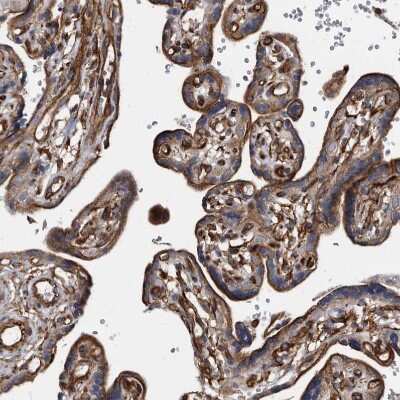 Immunohistochemistry-Paraffin: KCTD20 Antibody [NBP1-86738]