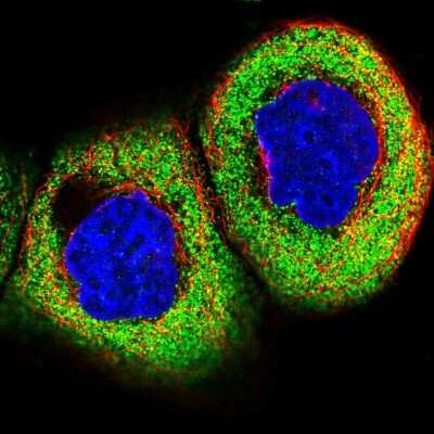 Immunocytochemistry/ Immunofluorescence: KCTD21 Antibody [NBP1-81563]