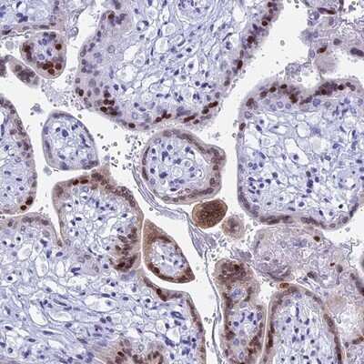 Immunohistochemistry-Paraffin: KCTD21 Antibody [NBP1-81563]